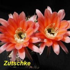 EP-H. Zutschke.4.1.jpg 
